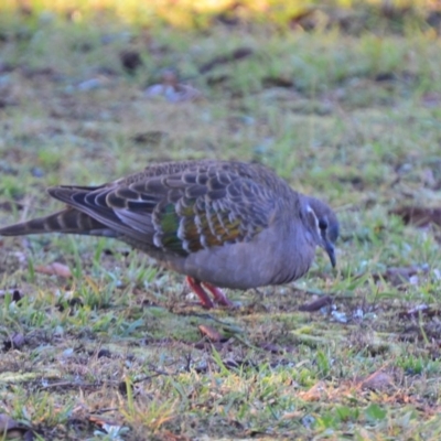 Phaps chalcoptera (Common Bronzewing) at Lower Boro, NSW - 2 Jun 2020 by mcleana