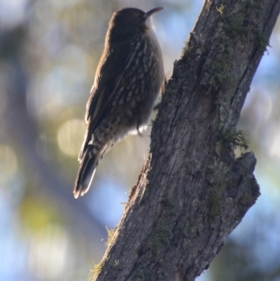 Cormobates leucophaea (White-throated Treecreeper) at Lower Boro, NSW - 4 Jun 2020 by mcleana