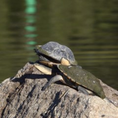 Chelodina longicollis (Eastern Long-necked Turtle) at Tidbinbilla Nature Reserve - 9 Dec 2020 by davidcunninghamwildlife