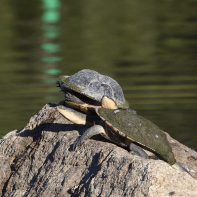 Chelodina longicollis (Eastern Long-necked Turtle) at Paddys River, ACT - 9 Dec 2020 by davidcunninghamwildlife