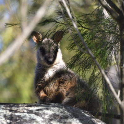 Petrogale penicillata (Brush-tailed Rock Wallaby) at Paddys River, ACT - 9 Dec 2020 by davidcunninghamwildlife