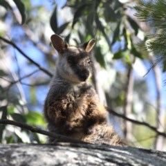 Petrogale penicillata at Paddys River, ACT - 9 Dec 2020