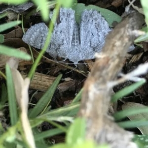 Crypsiphona ocultaria at Cook, ACT - suppressed