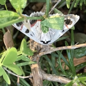 Crypsiphona ocultaria at Cook, ACT - suppressed