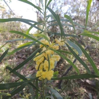 Acacia (genus) (A Wattle) at Conder, ACT - 3 Nov 2020 by MichaelBedingfield