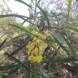 Acacia sp. at Conder, ACT - 3 Nov 2020