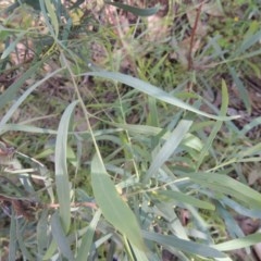 Acacia sp. at Conder, ACT - 3 Nov 2020