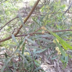 Acacia sp. at Conder, ACT - 3 Nov 2020