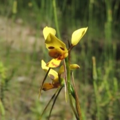 Diuris sulphurea (Tiger Orchid) at Conder, ACT - 3 Nov 2020 by MichaelBedingfield
