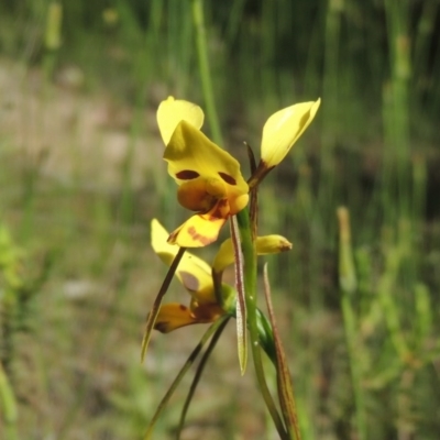 Diuris sulphurea (Tiger Orchid) at Conder, ACT - 3 Nov 2020 by MichaelBedingfield