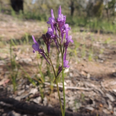Linaria pelisseriana (Pelisser's Toadflax) at Tuggeranong Hill - 3 Nov 2020 by michaelb