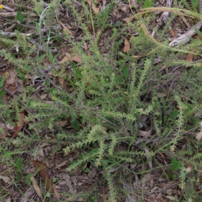 Acacia gunnii (Ploughshare Wattle) at Googong, NSW - 28 Nov 2020 by AndyRoo