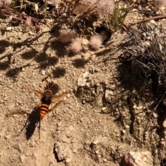 Crabroninae (subfamily) (Unidentified solitary wasp) at Namadgi National Park - 9 Dec 2020 by KMcCue