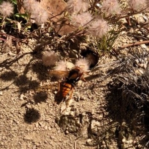 Crabroninae (subfamily) at Booth, ACT - 9 Dec 2020 02:58 PM