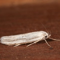 Philobota productella (Pasture Tunnel Moth) at Melba, ACT - 15 Nov 2020 by kasiaaus