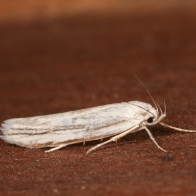 Philobota productella (Pasture Tunnel Moth) at Melba, ACT - 15 Nov 2020 by kasiaaus
