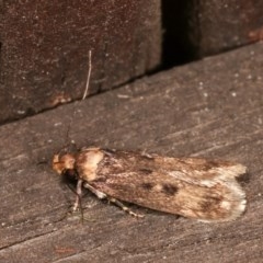 Barea (genus) (A concealer moth) at Melba, ACT - 15 Nov 2020 by kasiaaus