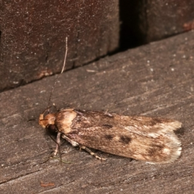 Barea (genus) (A concealer moth) at Melba, ACT - 15 Nov 2020 by kasiaaus