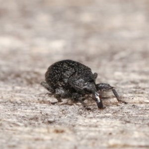 Curculionidae (family) at Melba, ACT - 15 Nov 2020 09:26 PM