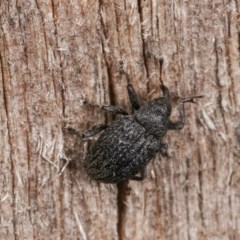 Curculionidae (family) at Melba, ACT - 15 Nov 2020 09:26 PM