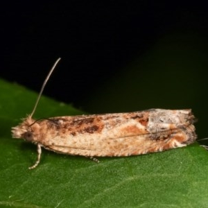 Crocidosema plebejana at Melba, ACT - 15 Nov 2020 09:27 PM