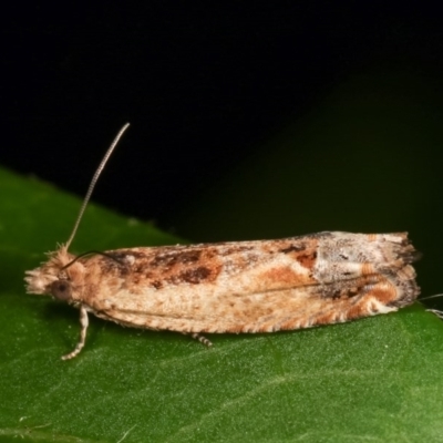 Crocidosema plebejana (Cotton Tipworm Moth) at Melba, ACT - 15 Nov 2020 by kasiaaus