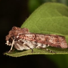 Agrotis porphyricollis (Variable Cutworm) at Melba, ACT - 15 Nov 2020 by kasiaaus