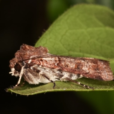 Agrotis porphyricollis (Variable Cutworm) at Melba, ACT - 15 Nov 2020 by kasiaaus