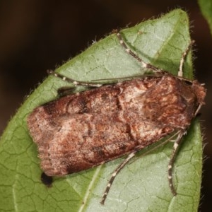 Agrotis porphyricollis at Melba, ACT - 15 Nov 2020 09:30 PM