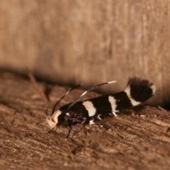 Limnaecia chionospila at Melba, ACT - 15 Nov 2020