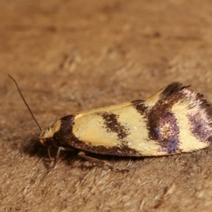 Olbonoma triptycha at Melba, ACT - 15 Nov 2020 09:32 PM