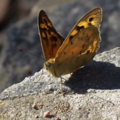 Heteronympha merope (Common Brown Butterfly) at Tuggeranong DC, ACT - 10 Dec 2020 by SandraH