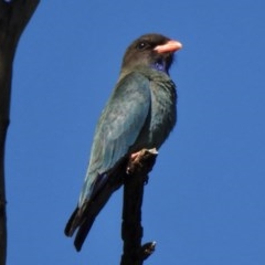 Eurystomus orientalis (Dollarbird) at Paddys River, ACT - 8 Dec 2020 by KMcCue