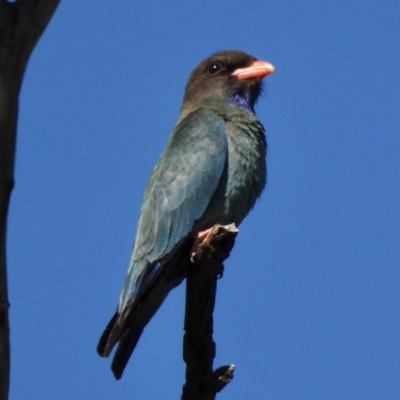 Eurystomus orientalis (Dollarbird) at Paddys River, ACT - 8 Dec 2020 by KMcCue