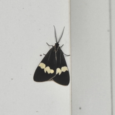 Nyctemera amicus (Senecio Moth, Magpie Moth, Cineraria Moth) at Aranda, ACT - 8 Dec 2020 by KMcCue