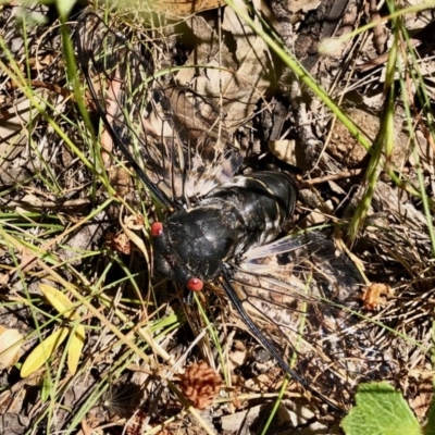 Psaltoda moerens (Redeye cicada) at Namadgi National Park - 9 Dec 2020 by KMcCue