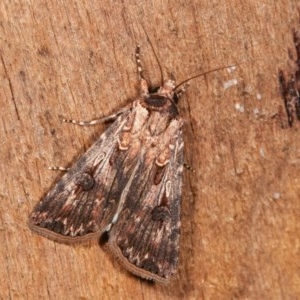 Agrotis munda at Melba, ACT - 15 Nov 2020 09:40 PM