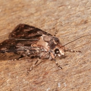 Agrotis munda at Melba, ACT - 15 Nov 2020 09:40 PM