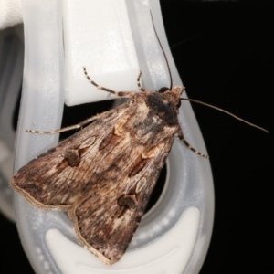 Agrotis munda at Melba, ACT - 15 Nov 2020