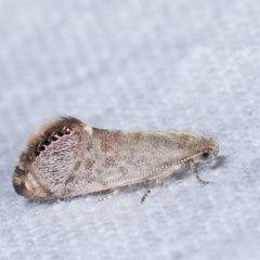 Eupselia melanostrepta (A Twig moth) at Melba, ACT - 15 Nov 2020 by kasiaaus