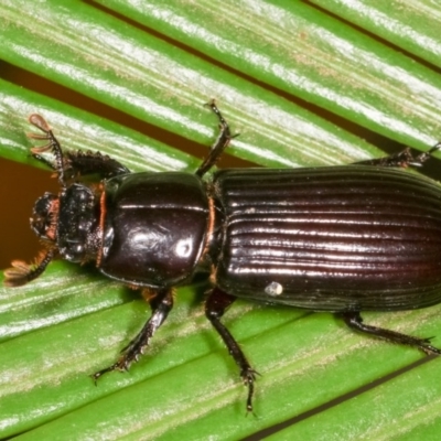 Aulacocyclus edentulus (Passalid beetle) at Melba, ACT - 15 Nov 2020 by kasiaaus