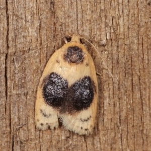 Garrha ocellifera at Melba, ACT - 15 Nov 2020 11:00 PM