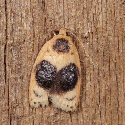 Garrha ocellifera (A concealer moth) at Melba, ACT - 15 Nov 2020 by kasiaaus