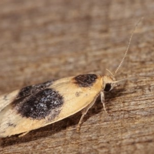 Garrha ocellifera at Melba, ACT - 15 Nov 2020 11:00 PM