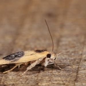 Garrha ocellifera at Melba, ACT - 15 Nov 2020 11:00 PM