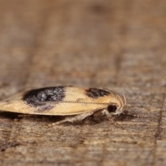 Garrha ocellifera at Melba, ACT - 15 Nov 2020 11:00 PM