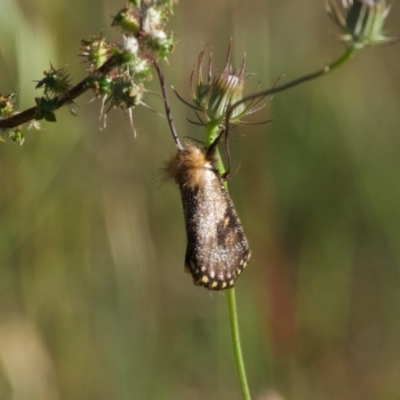 Epicoma contristis (Yellow-spotted Epicoma Moth) at Jerrabomberra, ACT - 9 Dec 2020 by ebristow