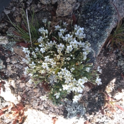 Montia australasica (White Purslane) at Cotter River, ACT - 9 Dec 2020 by Greggy