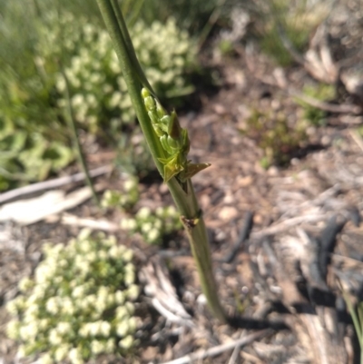 Prasophyllum sp. (A Leek Orchid) at Yaouk, NSW - 9 Dec 2020 by Greggy