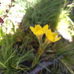 Diuris monticola at Yaouk, NSW - suppressed